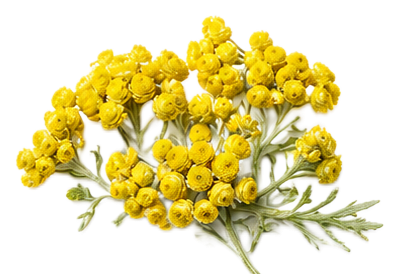 Helichrysum Extract