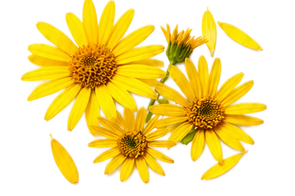 Arnica