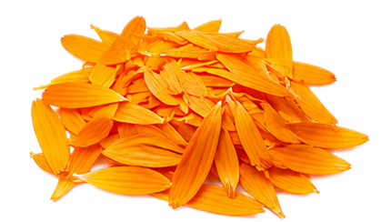 Calendula
