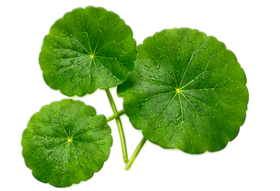 Centella Asiatica